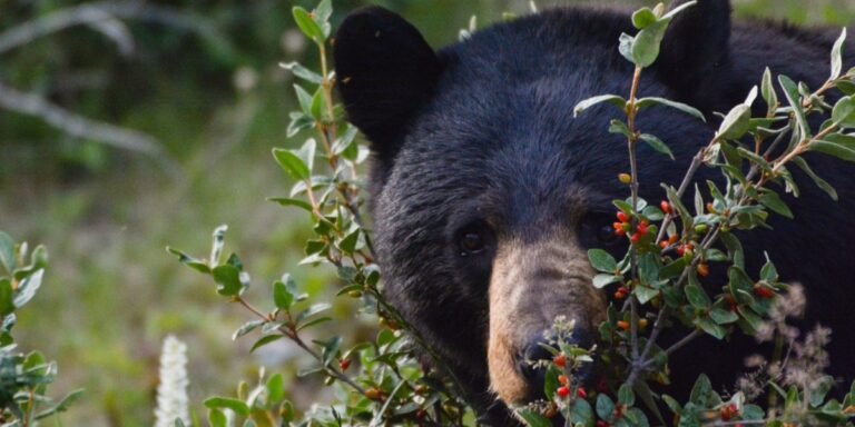 a cute black bear curiously staring at the camera through a buffaloberry bush