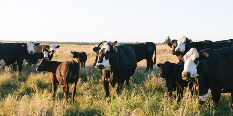 a generic photo of cattle in an open field