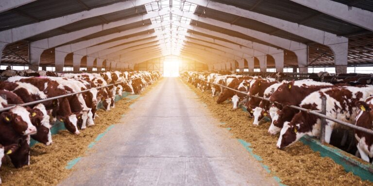 rows of brown and white cows in a long barn eating hay