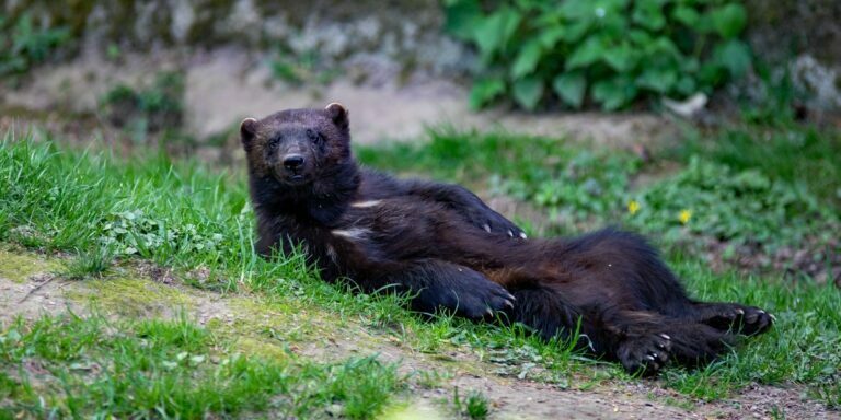 a candid photo of a wolverine laying on its back on the grass looking at the camera like it has been interrupted