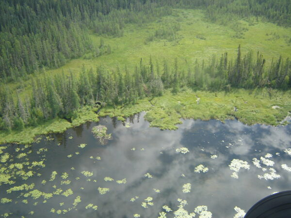 aerial photo of the wetlands featuring dark water in the forefront and tall evergreens and thick peat in the background