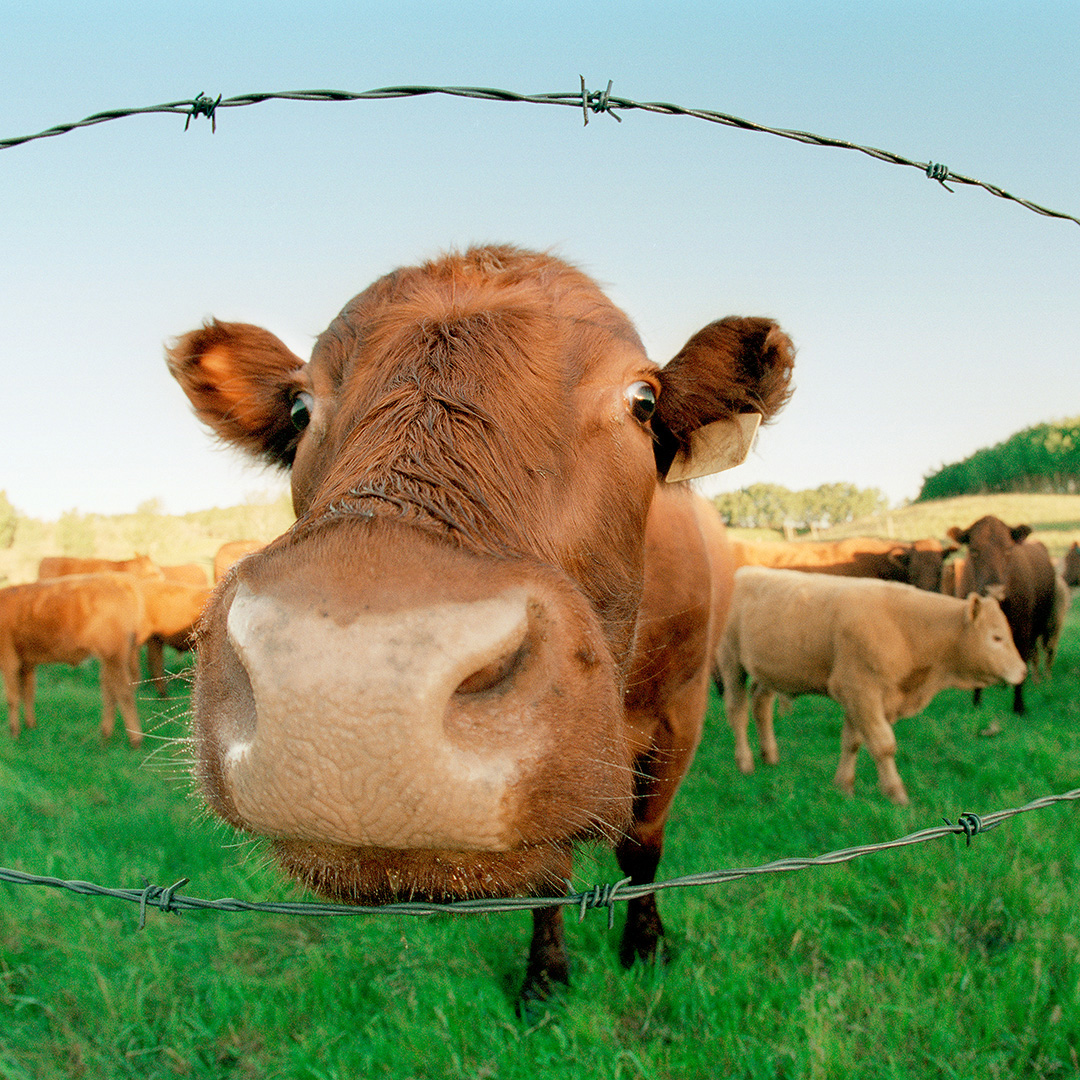 closeup of the face of a cow in a pasture framed by barbed-wire fence