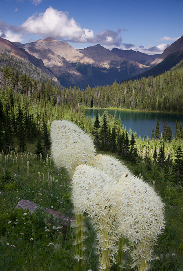 Photo of bear grass flowers showing mountains of Waterton Lakes National Park in the background.