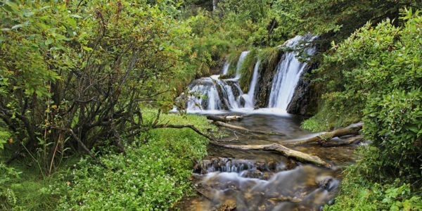 photo of small creek and waterfall flowing through a lush green forest