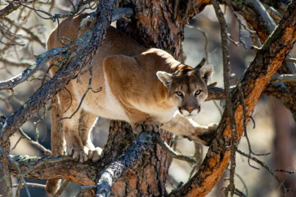 a well camouflaged cougar perched in a tree staring at the camera 