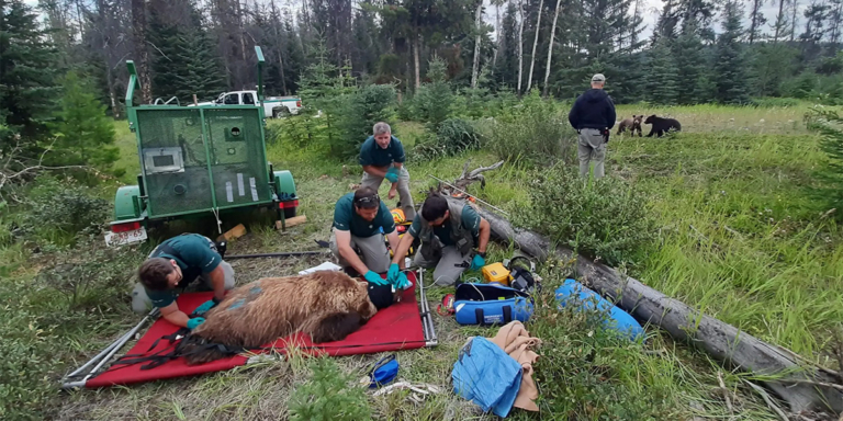 Photo of sedated grizzly bear being fitted with a GPS collar while two cubs watch in the background.