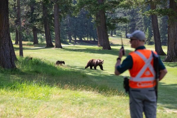 Photo of a resource conservation officer using a walkie-talkie and watching a mom grizzly and her two cubs in Jasper National Park.