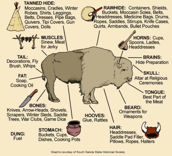 a labeled diagram of a buffalo illustrating which parts of the animal were used for what