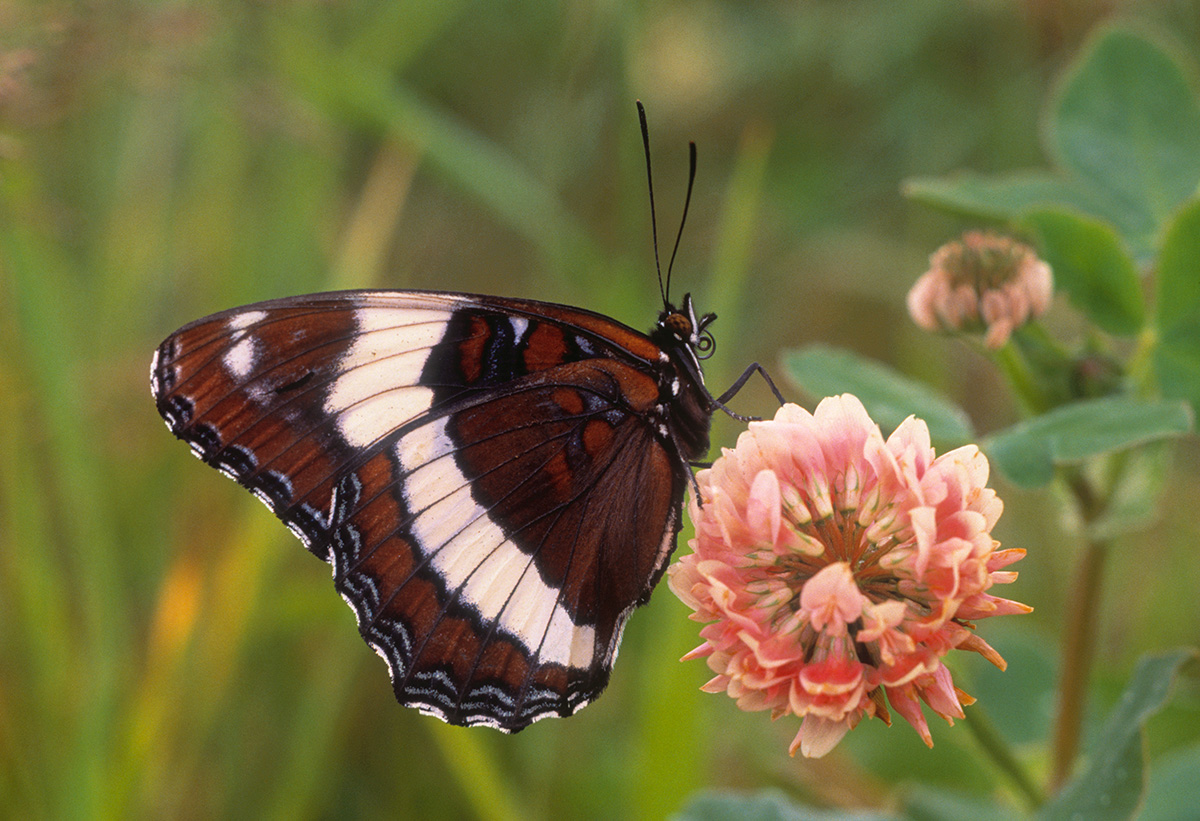 Photo of a White Admiral butterfly on a clover flower.