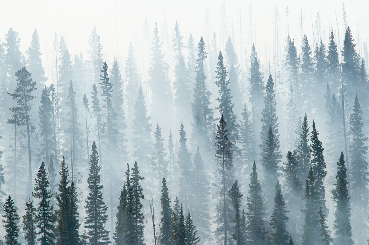 Photo of conifer trees engulfed in smoke from a wildfire.
