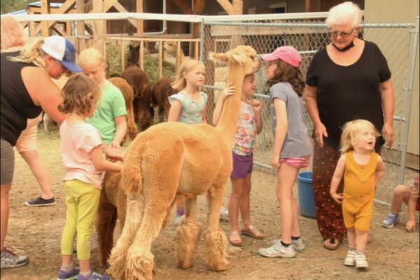 a group of visitors consisting of mostly children petting and standing around a mother alpaca and her baby