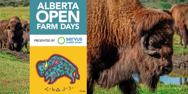 a promotional image for open farm days featuring a herd of bison in the background