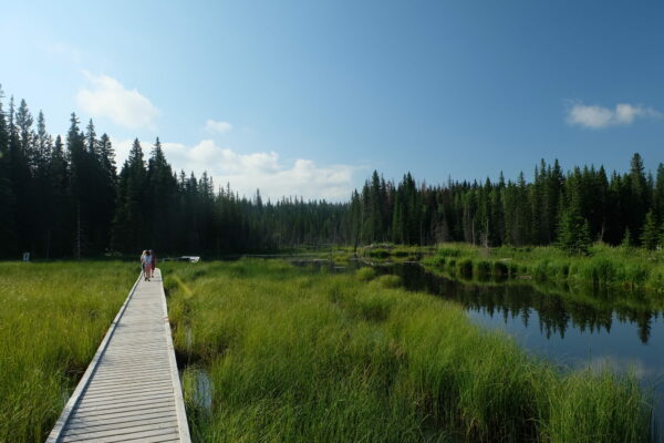 a beautiful shot of the beaver boardwalk with people walking on it surrounded by wetland and blue sky above