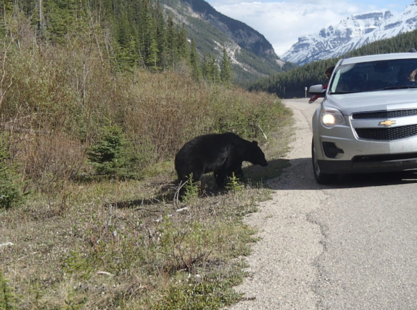 a silver car stopped on the road to feed a black bear directly outside of the vehicle