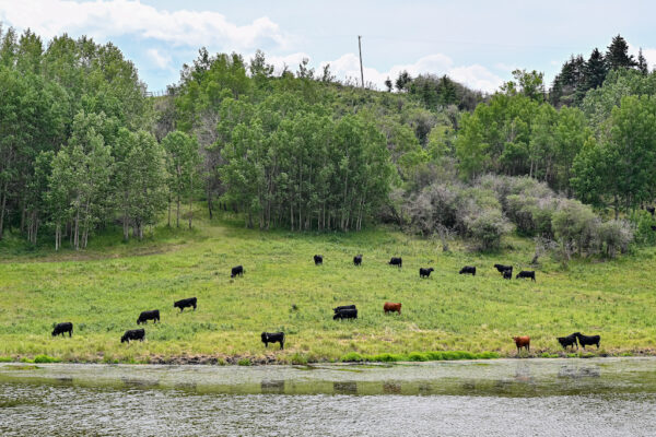 a picture of black and brown cattle grazing on a green slope next to a creek with trees in the background