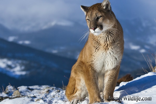 a photo of a seated cougar on the show with mountain in the background