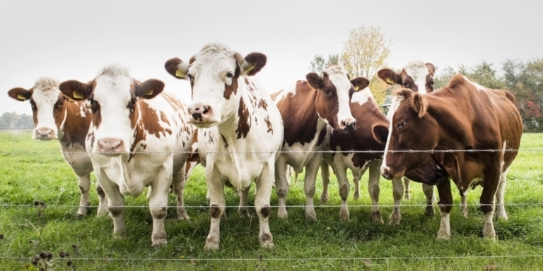 a photo of brown and white spotted cows behind a fence on green pasture