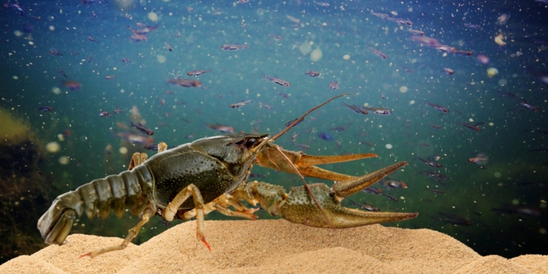 a photo of a crayfish on the sand under water