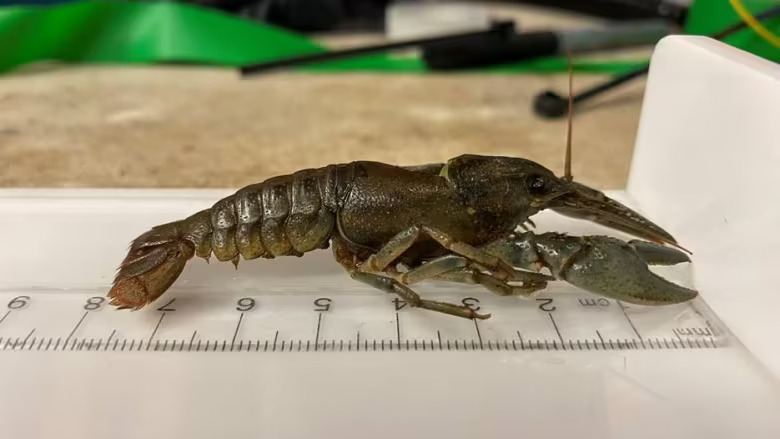 A photo of a captured northern crayfish on a ruler showing its size