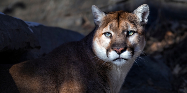 a photo of a gorgeous cougar with green eyes and nice golden brown coat of fur