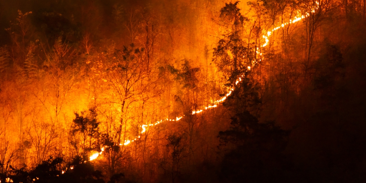 a photo of a forest consumed by an out of control wildfire