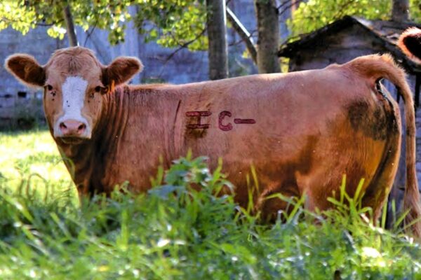 a brown cow standing in grass with a brand on its midsection 