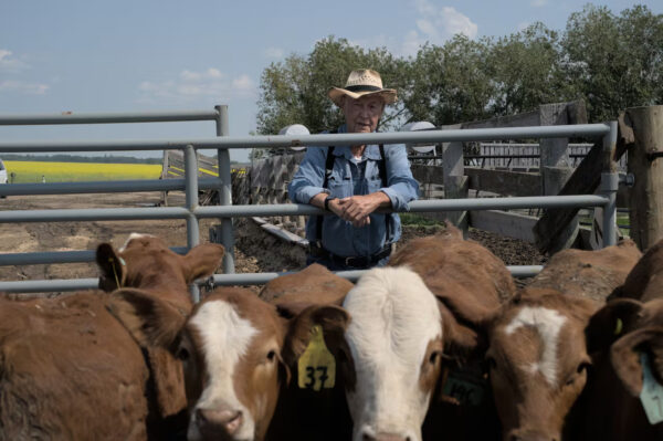 john meston standing behind a fence behind his cattle