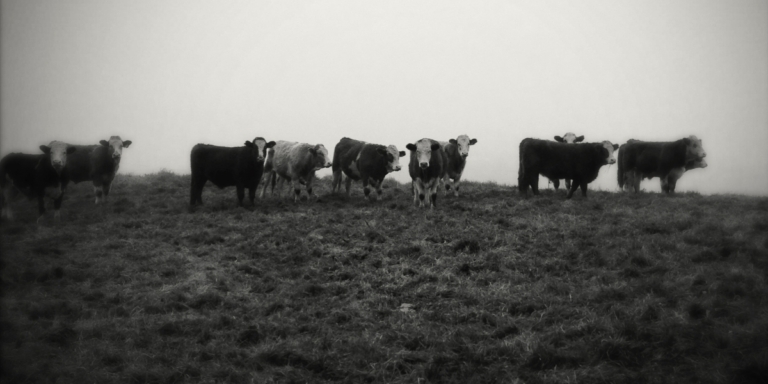 black and white photo of cows on pasture