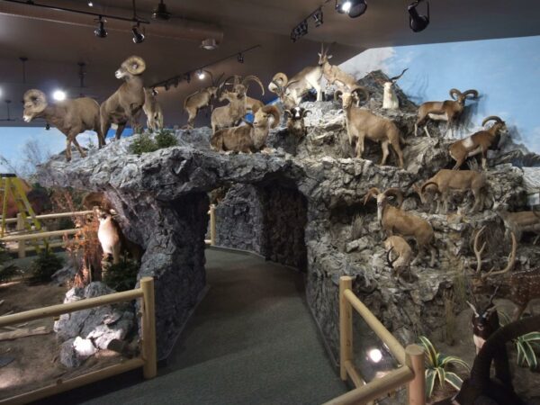 a taxidermy exhibit featuring a number of big horn sheep perched on rocks