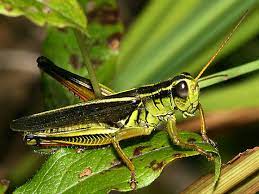 a picture of a green two striped grasshopper sitting on green leaves