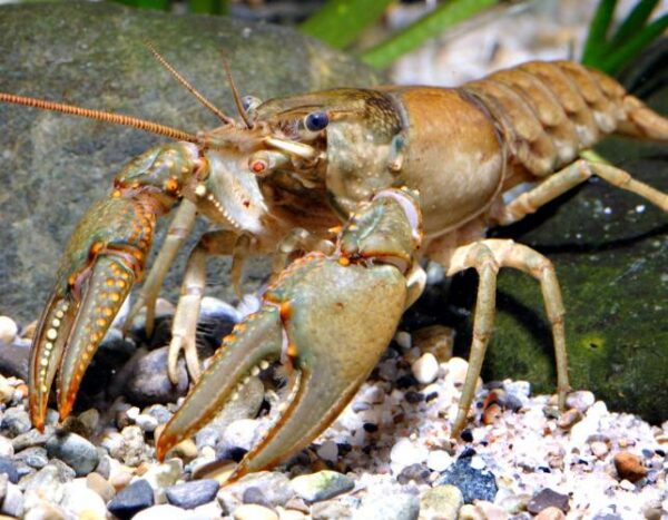 a photo of a smug looking northern crayfish with its bluish pincers and rust colored body