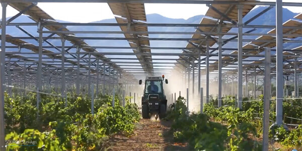 A tractor harvesting crops under elevated solar panels