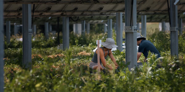 farm workers harvesting vegetables in the shade under  solar panels