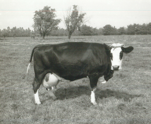 a black-n-white photo of a lone cow in a pasture