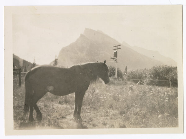 A historic photo from 1927 or Heinie, the Russian Warhorse with Mount Rundle in Banff in the backgroud