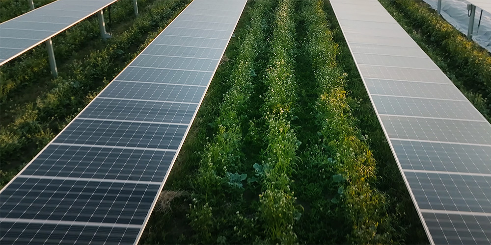 An aerial view of Solar Panels above a mixed agricultural crop