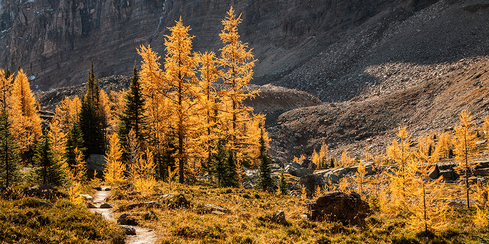 Golden larch trees line a trail in the mountains of Kananaskis Country