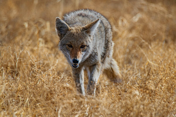 Closeup of a coyote walking in grass.