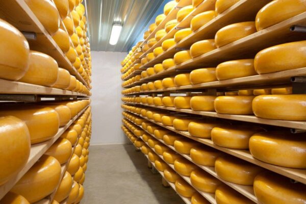 photo of shelves of curing gouda cheese