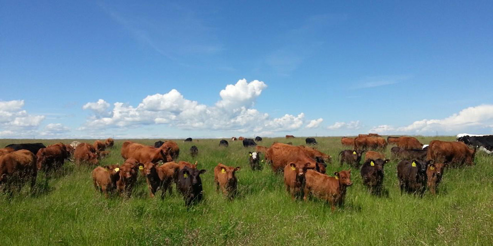 photo of a cattle herd in green pasture with blue sky