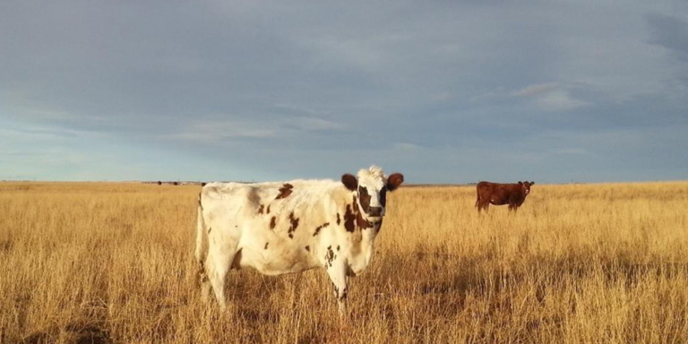 Two cows standing in a dry field