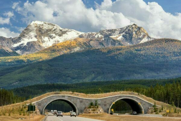 the beautiful rockies in the background covered in lush forest and a wildlife overpass in the forefront with cars passing underneath 
