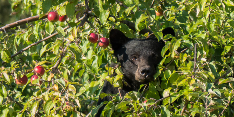 Photo of a black bear in an apple tree with only the bear's head showing.