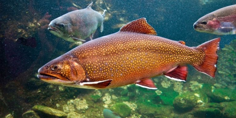 a brown brook trout with spots over its body