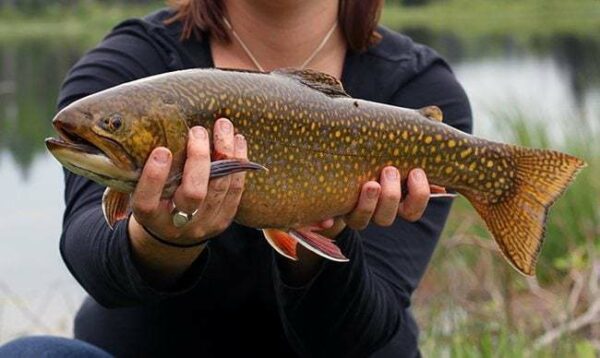 a woman holding a brook trout