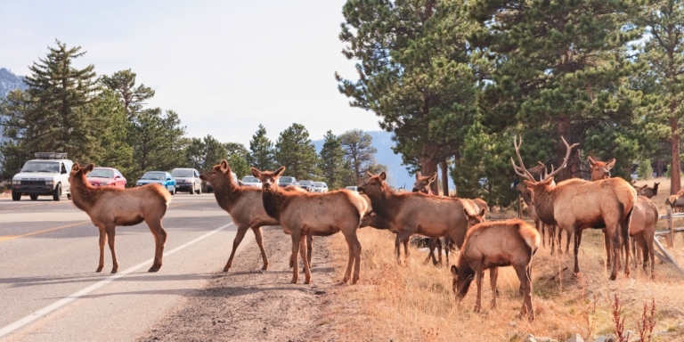 a herd of elk on the side of a busy highway waiting to cross with cars in the background