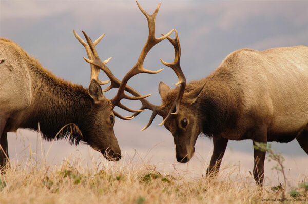two elk bulls with their antlers locked during a fight on an open field