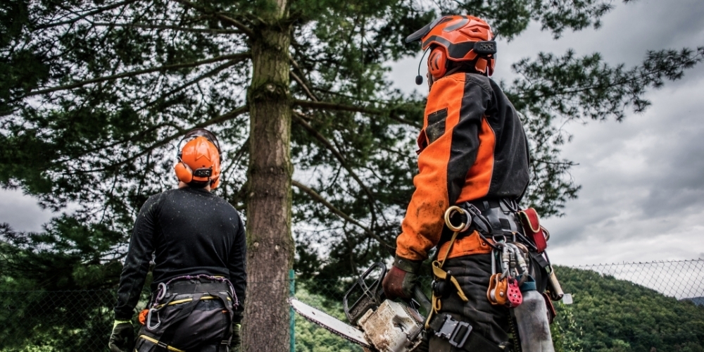 two arborists in orange gear with chainsaws and other equipment staring at a tall tree