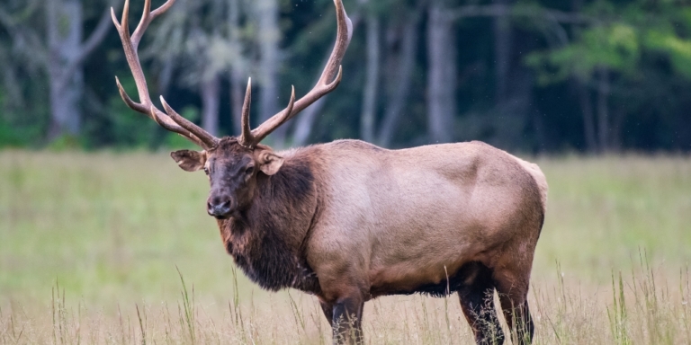 a male elk with large antlers staring ahead on an open field with a forest in the background