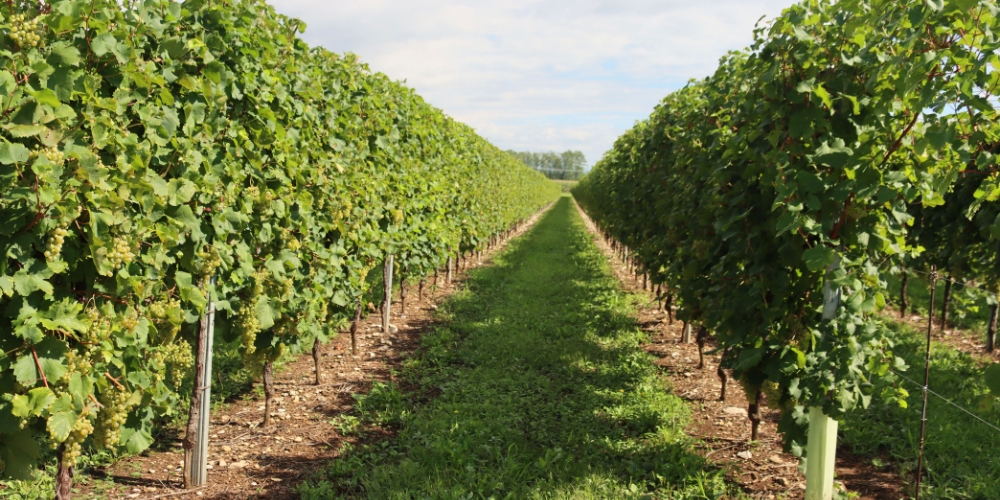 a vineyard with green glera grapes